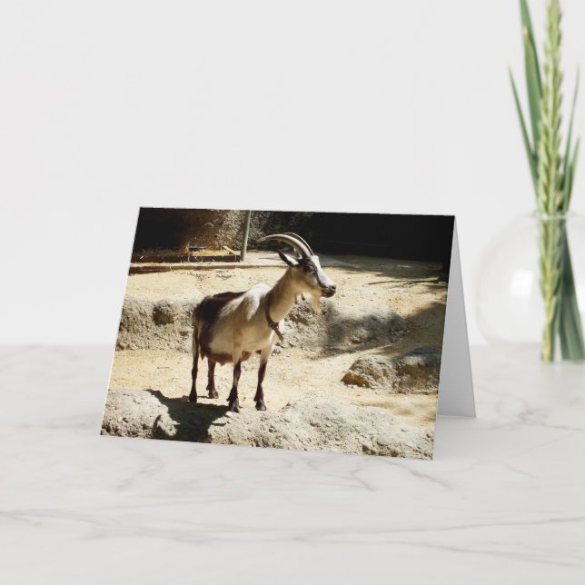 Cartão De Festividades Cabra (Frente)