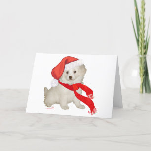 Cartão De Festividades Cachorrinho Poodle / Bichon Mistura de Papai Noel