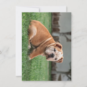 Cartão De Festividades cachorrinho vermelho e branco