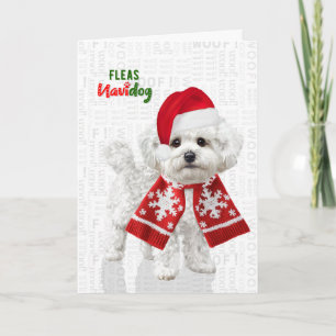Cartão De Festividades Cachorro Bichon Frise Piadas de Pulgas Navidog Nat