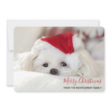 Cachorro Branco bonito num chapéu de Natal Vermelh