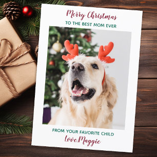 Cartão De Festividades Cachorro de Natal Personalizado Mãe Pet Photo Hol