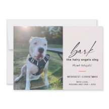 Cachorro Moderno Late Os Ângulos Peludos Cantam Fo