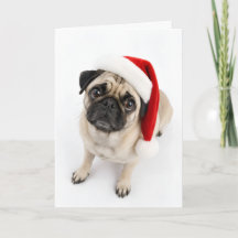 Cachorro Pug Fawn Natal Chapéu de Papai Noel Olhos