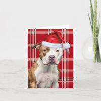 Cachorro Staffordshire Terrier Papais noeis Cachor