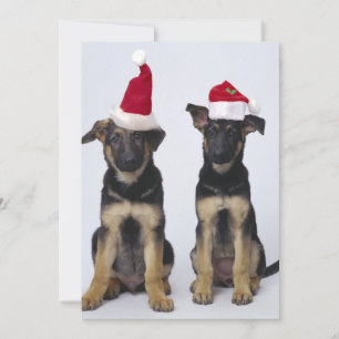 Cartão De Festividades Cachorros com chapéus de Santa