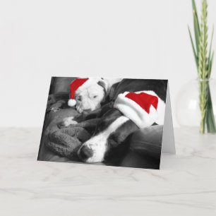 Cartão De Festividades cachorros pitbull filhotes de natal sonolentos ado