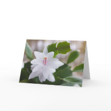 Cacto de Natal branco Schlumbergera CC0476 Flor