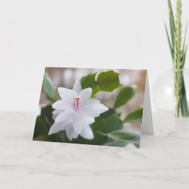 Cartão De Festividades Cacto de Natal branco Schlumbergera CC0476 Flor