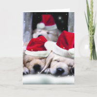 Cãezinhos lindos de labrador com chapéus de Natal