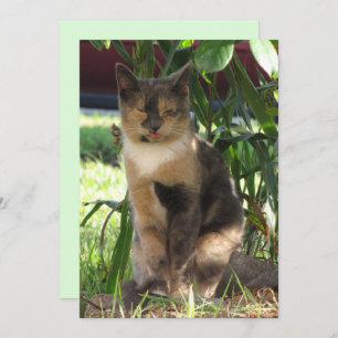 Cartão De Festividades Callie Muffin, Bobo de Placa Plana de Gato