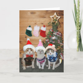 Cartão De Festividades Camisola customizável de Argyle dos gatos/gatinhos