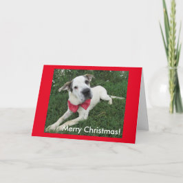 Cartão De Festividades Cão Branco