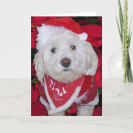 Cartão De Festividades Cão de Bichon Frise do Natal