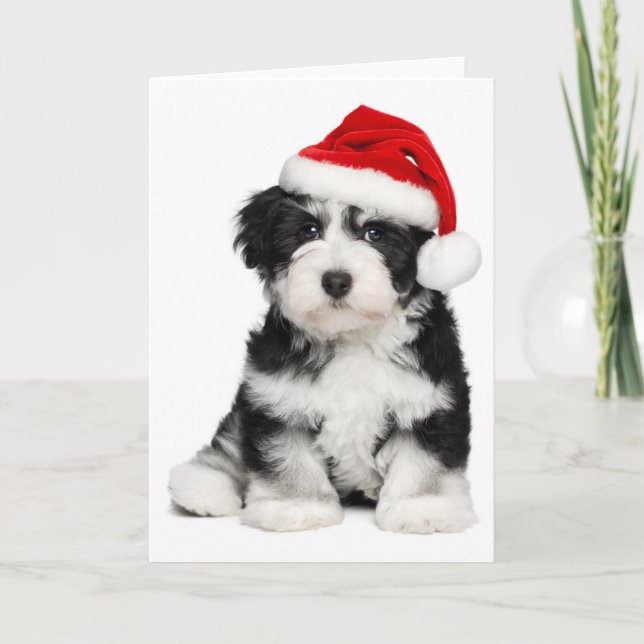 Cartão De Festividades Cão de filhote de cachorro de Havanese do Natal (Frente)
