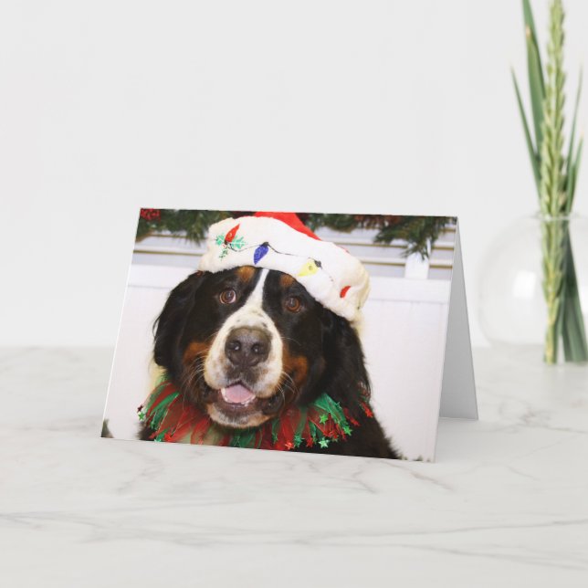 Cartão De Festividades Cão de Grover - de montanha de Bernese (Frente)