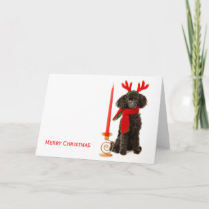Cartão De Festividades Cão de Poodle de Brinquedo de Natal