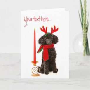 Cartão De Festividades Cão de Poodle de Brinquedo de Natal