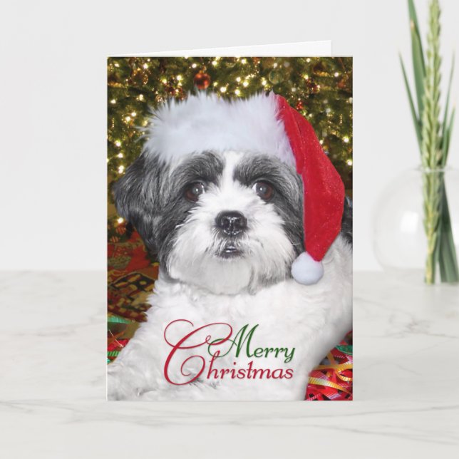 Cartão De Festividades Cão de Shih Tzu do Natal (Frente)