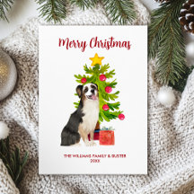 Cão Pastor Australiano Família Natal