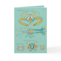 Caranguejos e Amigos