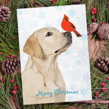 Cardeal de Natal do Laboratório Amarelo - Cão Labr