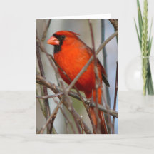 Cardeal de Natal italiano moderno