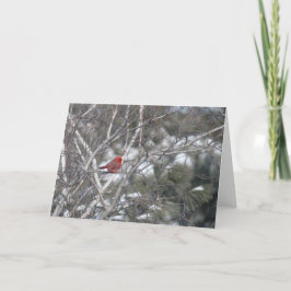 Cartão De Festividades Cardeal do inverno