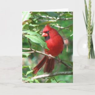 Cartão De Festividades Cardeal em Holly Card