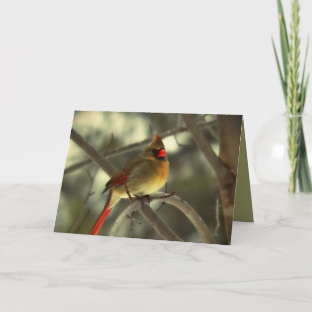 Cartão De Festividades Cardeal Female Feriado (Frente)