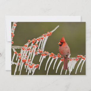 Cartão De Festividades Cardeal Perch no Icy Holly Branch