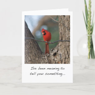 Cartão De Festividades Cardinal Bird Valentine's Day Card