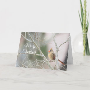 Cartão De Festividades Cardinal fêmea em galhos de inverno Personalizável