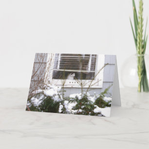 Cartão De Festividades Cat in Window Christmas Pretty Black & White