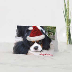 Cartão De Festividades Cavalier King Charles Christmas card