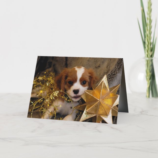 Cartão De Festividades Cavalier King Charles Holiday Star (Frente)