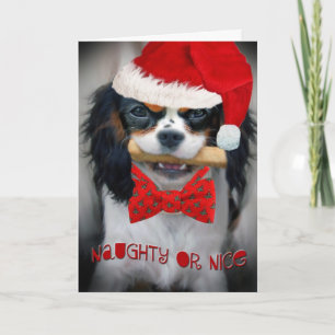 Cartão De Festividades Cavalier King Charles Naughty ou Nice Ca de Natal