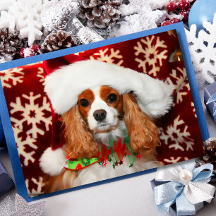 Cartão De Festividades Cavalier King Charles Spaniel Amor de Natal
