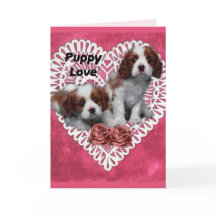 Cavalier King Charles Spaniel Puppy Love