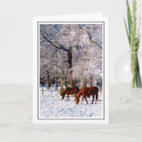 Cavalos de raça pura na neve