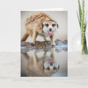Cartão De Festividades Cheers! Meerkat - Seasons Greetings
