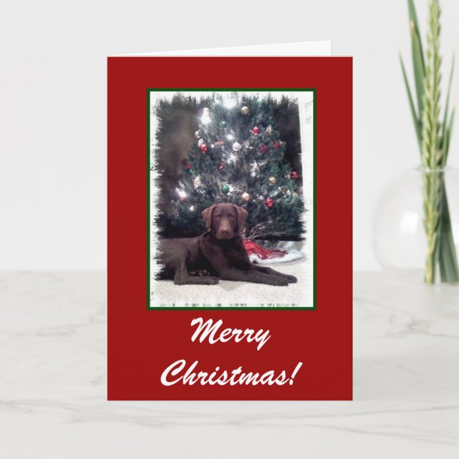 Cartão De Festividades Chesapeake Bay Retriever, Feliz Natal! (Frente)
