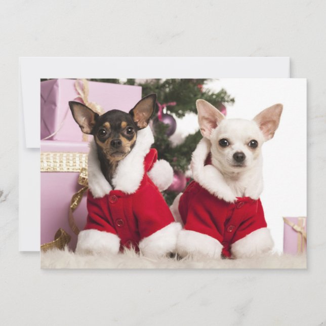 Cartão De Festividades Chihuahua Sentado E Vestindo Um Fato De Natal (Frente)