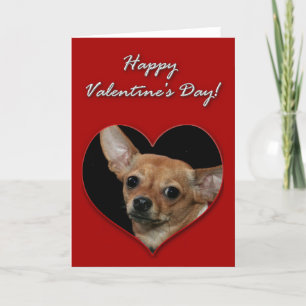 Cartão De Festividades Chihuahua Valentines Day Card