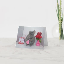 Chinchila valentine incerto