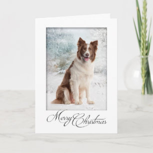 Cartão De Festividades Chocolate Border Collie Christmas Card
