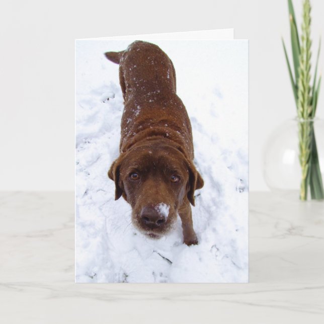 Cartão De Festividades Chocolate Labrador na neve (Frente)