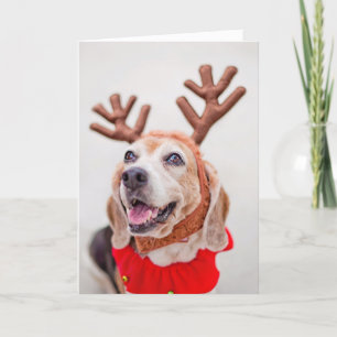 Cartão De Festividades Christmas Beagle dog with festive reindeer ears