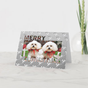 Cartão De Festividades Christmas - Bichon Frise - Harry and Hermie