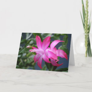 Cartão De Festividades Christmas Cactus #01